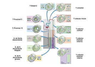 T Distal convoluto 
T conector 
T Distal C 
T Proximal C T colector inicial 
T. Proximal R T colector 
cortical 
A. de Henle 
descendente 
T colector 
medular 
t 
A. de H. 
Ascendente 
externo 
delgada 
T colector 
de H. 
medular 
interno 
A. Ascendente 
gruesa 
 