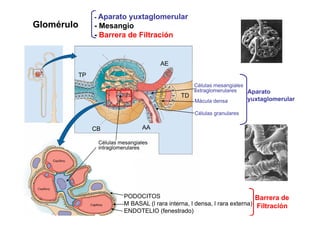 Glomérulo 
- Aparato yuxtaglomerular 
- Mesangio 
- Barrera de Filtración 
AE 
Células mesangiales 
TP 
Mácula densa 
g 
extraglomerulares Aparato 
TD yuxtaglomerular 
AA 
Células granulares 
CB 
Células mesangiales 
intraglomerulares 
Barrera de 
Filtración 
PODOCITOS 
M BASAL (l rara interna, l densa, l rara externa) 
ENDOTELIO (fenestrado) 
 