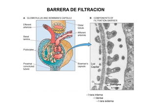 BARRERA DE FILTRACION 
Luz 
Capilar 
Diafragma 
4-14 nm 
70 nm 
- l rara interna 
- l densa 
- l rara externa 
 