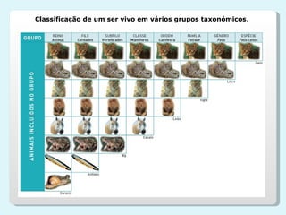 Classificação de um ser vivo em vários grupos taxonómicos . 