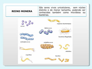 REINO MONERA São seres vivos unicelulares,  sem núcleo distinto e de menor tamanho, podendo ser conhecidas também como micróbios ou bactérias.  