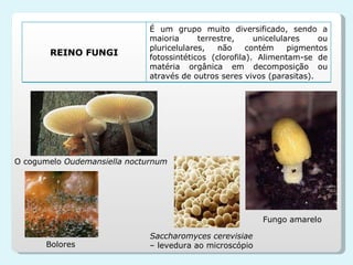 O cogumelo  Oudemansiella nocturnum Fungo amarelo Bolores Saccharomyces cerevisiae  – levedura ao microscópio REINO FUNGI É um grupo muito diversificado, sendo a maioria terrestre, unicelulares ou pluricelulares, não contém pigmentos fotossintéticos (clorofila). Alimentam-se de matéria orgânica em decomposição ou através de outros seres vivos (parasitas). 