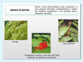 Tropaeolum majus , uma das 400 000 espécies de plantas conhecidas Musgo Feto arbóreo REINO PLANTAE Seres vivos pluricelulares que produzem o seu próprio alimento (autotróficas) a partir de matéria inorgânica e da energia solar. Possuem clorofila. 