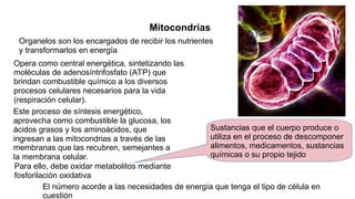 Organelos son los encargados de recibir los nutrientes
y transformarlos en energía
Mitocondrias
Opera como central energética, sintetizando las
moléculas de adenosíntrifosfato (ATP) que
brindan combustible químico a los diversos
procesos celulares necesarios para la vida
(respiración celular).
Este proceso de síntesis energético,
aprovecha como combustible la glucosa, los
ácidos grasos y los aminoácidos, que
ingresan a las mitocondrias a través de las
membranas que las recubren, semejantes a
la membrana celular.
El número acorde a las necesidades de energía que tenga el tipo de célula en
cuestión
Para ello, debe oxidar metabolitos mediante
fosforilación oxidativa
Sustancias que el cuerpo produce o
utiliza en el proceso de descomponer
alimentos, medicamentos, sustancias
químicas o su propio tejido
 