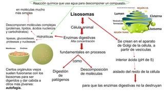 Lisosomas
Célula animal
Enzimas digestivas
fundamentales en procesos
como
Hidrolíticas
en moléculas mucho
más simples
Descomponen moléculas complejas
(proteínas, lípidos, ácidos nucleicos
y carbohidratos)
Se crean en el aparato
de Golgi de la célula, a
partir de vesículas
interior ácido (pH de 5)
Digestión
de
patógenos
Descomposición
de moléculas
aislado del resto de la célula
para que las enzimas digestivas no la destruyan
Ciertos orgánulos viejos
suelen fusionarse con los
lisosomas para ser
digeridos y dar cabida a
otros más jóvenes:
autofagia.
Alta concentración
lipasas, glucosidasas,
proteasas y nucleasas
Reacción química que usa agua para descomponer un compuesto.
 
