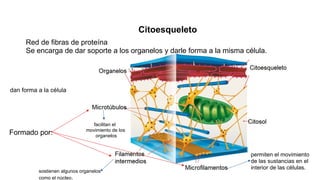 Red de fibras de proteína
Se encarga de dar soporte a los organelos y darle forma a la misma célula.
Citoesqueleto
Formado por:
dan forma a la célula
facilitan el
movimiento de los
organelos
sostienen algunos organelos
como el núcleo.
permiten el movimiento
de las sustancias en el
interior de las células.
 