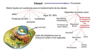 Matriz líquida con sustancias para el mantenimiento de las células
Citosol
sales
Proteínas 20-30%
azúcares
nucleótidos
Agua 70– 80%
Funciones
Dependen procesos como
Movimientos
intracelulares
Formación del
huso mitótico
Regulación
del pH
Medio donde
se realizan la
mayoría de
las
reacciones
metabólicas
Glucólisis
Movimientos
intracelulares
Biosíntesis
de
Ácidos
grasos
Otros
Aminoácidos
parte del citoplasma que no
incluye el núcleo ni los orgánulos
 
