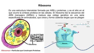Es una estructura intercelular formada por ARN y proteínas, y es el sitio en el
que ocurre la síntesis proteica en las células. El ribosoma lee la secuencia del
ARN mensajero (ARNm) y traduce ese código genético en una serie
especificada de aminoácidos, que crece y forma cadenas largas que se pliegan
y forman proteínas.
Ribosoma
 