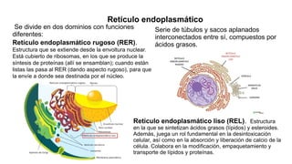Retículo endoplasmático
Se divide en dos dominios con funciones
diferentes:
Retículo endoplasmático rugoso (RER).
Estructura que se extiende desde la envoltura nuclear.
Está cubierto de ribosomas, en los que se produce la
síntesis de proteínas (allí se ensamblan); cuando están
listas las pasa al RER (dando aspecto rugoso), para que
la envíe a donde sea destinada por el núcleo.
Serie de túbulos y sacos aplanados
interconectados entre sí, compuestos por
ácidos grasos.
Retículo endoplasmático liso (REL). Estructura
en la que se sintetizan ácidos grasos (lípidos) y esteroides.
Además, juega un rol fundamental en la desintoxicación
celular, así como en la absorción y liberación de calcio de la
célula. Colabora en la modificación, empaquetamiento y
transporte de lípidos y proteínas.
 