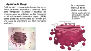 Aparato de Golgi
Está formado por una serie de membranas en
forma de sacos aplanados o cisternas. Sirve
para transportar, modificar y clasificar las
proteínas que se sintetizan en los ribosomas
en el retículo endoplasmático rugoso (RER).
Estas proteínas sintetizadas se rodean por
una capa de membrana del RER formando
vesículas.
Es un organelo
exclusivo de las
células eucariotas
Forma canales a través
de los cuales moviliza
proteínas y otras
sustancias
 