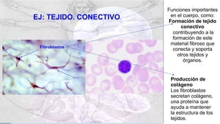 Funciones importantes
en el cuerpo, como:
Formación de tejido
conectivo
contribuyendo a la
formación de este
material fibroso que
conecta y soporta
otros tejidos y
órganos.
Producción de
colágeno
Los fibroblastos
secretan colágeno,
una proteína que
ayuda a mantener
la estructura de los
tejidos.
 