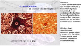las neuronas y las células gliales:
Neuronas
Son las células nerviosas
que reciben estímulos y
transmiten impulsos
nerviosos. Son las
unidades estructurales y
funcionales del sistema
nervioso. Las neuronas
pueden ser sensoriales,
motoras o interneuronas.
Células gliales
Son células no
nerviosas que protegen
y nutren a las neuronas.
Se encuentran en el
tejido de soporte del
sistema nervioso.
Mandar hasta aquí por el grupo
 
