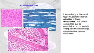 Las células que forman el
tejido muscular se llaman
miocitos o fibras
musculares. Son células
contráctiles que se
especializan en convertir la
energía química en energía
mecánica para generar
movimiento
 