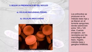 Los eritrocitos se
producen en la
médula ósea roja y
se liberan en el
torrente sanguíneo,
donde sobreviven
entre 100 y 120
días. Cuando
envejecen, son
reciclados por los
macrófagos del
bazo, hígado,
médula ósea y
ganglios linfáticos.
 