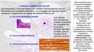 Las células
binucleadas se
pueden encontrar
en el epitelio de
transición,
también llamado
urotelio, que se
localiza en el
aparato urinario.
Se encuentran en el
músculo esquelético,
que es un tejido
muscular estriado:
Son células alargadas
y cilíndricas que
pueden medir hasta 30
cm de longitud y entre
10 y 100 µm de
diámetro.
Tienen dos o más
núcleos que se
encuentran en la
periferia de la célula,
compartiendo el mismo
citoplasma.
Tienen muchas
mitocondrias y las
proteínas contráctiles
se disponen en bandas
oscuras y claras.
Se contraen para
facilitar el movimiento
del cuerpo.
Los monocitos y los macrófagos son células mononucleares que se
encuentran en los tejidos animales y se encargan de fagocitar restos
celulares y organismos en zonas de lesión o inflamación
 