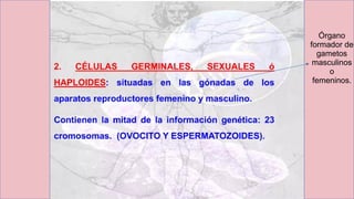 Órgano
formador de
gametos
masculinos
o
femeninos.
 