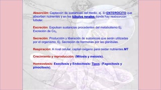 Histología Veterinaria, Tema 1; Células P y E
