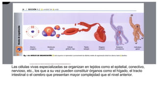 Las células vivas especializadas se organizan en tejidos como el epitelial, conectivo,
nervioso, etc., los que a su vez pueden constituir órganos como el hígado, el tracto
intestinal o el cerebro que presentan mayor complejidad que el nivel anterior.
 