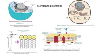 Membrana plasmática
 
