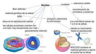 Bien definido
Núcleo
procesa y administra
la información
clave en la reproducción celular
material genético de la célula.
las células eucariotas cuentan con
uno solo, hay excepciones con más
ADN
generalmente redondo.
desde su crecimiento
hasta la reproducción
nucléolo
estructura visible
concentración de
cromatina y proteínas
Los mamíferos tienen de
1 a 5 en la célula.
NÚCLEO contiene el
material genético y ejerce
el control de la célula
 