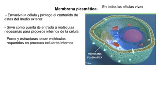 - Envuelve la célula y protege el contenido de
estas del medio exterior.
- Sirve como puerta de entrada a moléculas
necesarias para procesos internos de la célula.
Membrana plasmática.
En todas las células vivas
Poros y estructuras pasan moléculas
requeridos en procesos celulares internos
 