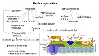 Membrana plasmática
Funciones
barrera
mantener el
gradiente
electroquímico
transporte de
moléculas
comunicación
motilidad celular
soporte
Señalización
celular
Estructura básica
Bicapa
lipídica
Proteínas
Carbohidratos
Permeabilidad
selectiva
Nutrientes entran,
y desechos metabólicos salen
media lo que entrar y sale a la célula
proteínas selectivas
regula el pH y el balance iónico
Ósmosis
 
