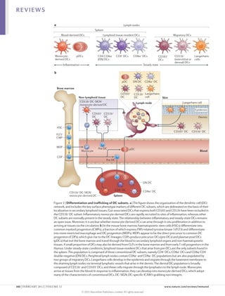 REVIEWS

                          a                                                               Lymph nodes
                                                                Spleen
                                 Blood-derived DCs                     Lymphoid tissue-resident DCs                              Migratory DCs




                          Monocyte-           pDCs                CD4–CD8α–        CD4+ DCs       CD8α+ DCs           CD103+      CD11b+              Langerhans
                          derived DCs                             (DN) DCs                                            DCs         (interstitial or    cells
                                                                                                                                  dermal) DCs
                                      Inﬂammation                                                          Steady state

                          b

                                                                                        pDC       DN DC CD8α+ DC

                              Bone marrow
                                                                                       CD103+      CD11b+ Langerhans
                                                Non-lymphoid tissue                    DC          DC     cell            Skin
                                                 CD11b+ DC-SIGN+                                     Lymph node                          Langerhans cell
                                                 monocyte-derived DC
                                                                                                                                                       Epidermis
                                                             CD103+ CD11b+
                                                             DC     DC                                                                                   Dermis


                              HSC
                                                                                                                                 CD103+ DC           CD11b+ DC
                              FLT3+
                              CMP


                              MDP
                                                                   Pre-DC                      pDC
                                                    Monocyte                                                                                              Blood

                              CDP
                                                                          Pre-DC




                                                                                                           DN DC

                                                                                  CD4+ DC                  CD8α+ DC
                                          CD11b+ DC-SIGN+
                                          monocyte-derived DC                    Spleen

                         Figure 1 | Differentiation and trafficking of DC subsets. a | The figure shows the organization of the dendritic cell (DC)
                         network, and includes the key surface phenotype markers of different DC subsets, which are delineated on the basis of their
                         localization in secondary lymphoid tissues. Gut-associated DCs that express both CD103 and CD11b have been included in
                                                                                                                         Nature Reviews | Immunology
                         the CD11b+ DC subset. Inflammatory monocyte-derived DCs are rapidly recruited to sites of inflammation, whereas other
                         DC subsets are normally present in the steady state. The relationship between inflammatory and steady-state DCs remains
                         an open issue. Moreover, it is unclear whether monocyte-derived DCs can arise through in situ proliferation in addition to
                         arriving at tissues via the circulation. b | In the mouse bone marrow, haematopoietic stem cells (HSCs) differentiate into
                         common myeloid progenitors (CMPs), a fraction of which express FMS-related tyrosine kinase 3 (FLT3) and differentiate
                         into more-restricted macrophage and DC progenitors (MDPs). MDPs appear to be the direct precursor to common DC
                         progenitors (CDPs), which give rise to the DC lineages. CDPs produce precursor DCs (pre-DCs) and plasmacytoid DCs
                         (pDCs) that exit the bone marrow and travel through the blood to secondary lymphoid organs and non-haematopoietic
                         tissues. A small proportion of DCs may also be derived from CLPs in the bone marrow and from early T cell progenitors in the
                         thymus. Under steady-state conditions, lymphoid tissue-resident DCs that arise from pre-DCs are the only subsets found in
                         the spleen. This population is comprised of three conventional DC subsets, namely CD4+ DCs, CD8α+ DCs and CD8α–CD4–
                         double-negative (DN) DCs. Peripheral lymph nodes contain CD8α+ and CD8α– DC populations but are also populated by
                         two groups of migratory DCs. Langerhans cells develop in the epidermis and migrate through the basement membrane to
                         the draining lymph nodes via terminal lymphatic vessels that arise in the dermis. The dermal DC population is broadly
                         composed of CD11b+ and CD103+ DCs, and these cells migrate through the lymphatics to the lymph node. Monocytes
                         arrive at tissues from the blood. In response to inflammation, they can develop into monocyte-derived DCs, which adopt
                         many of the characteristics of conventional DCs. DC-SIGN, DC-specific ICAM3‑grabbing non-integrin.


102 | FEBRUARY 2012 | VOLUME 12	                                                                                           www.nature.com/reviews/immunol

                                                    © 2012 Macmillan Publishers Limited. All rights reserved
 