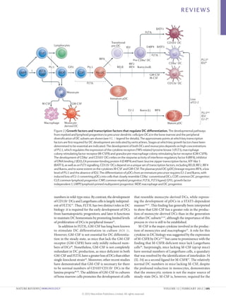 REVIEWS

                                                                                                                      BATF3
                                                                                                           FLT3L


                                                                          Transitional                                        CD103+ DC
                         Lymphocytes                                      pre-DC
                                                                                         ID2                E4BP4 BATF3

              CLP
                                                                                                                   FLT3L
                                                               IRF8                            Pre-CD8α+ DC                                            PU.1hi
                                                                                           IRF2                                CD8α+ DC                ID2hi
                      PU.1          GFI1            PU.1                       RELB        IRF4    Ikaros (null)
         ?    FLT3+
  LMPP                       MDP              CDP           Pre-DC
              CMP                                                                                             GM-CSF
                                                                                                              M-CSF
                                                    FLT3L                                                                     CD11b+ DC


                                   Monocyte

                                                                         Immature pDC                                                        Loss
                M-CSF                  GM-CSF                                                                                                of E2-2

                                                                                          E2-2       Ikaros (L)      IRF8
                                                                                                                                                       PU.1low
                                                                                                                                                       ID2–
                                                                                                                                                       E2-2hi
                 Macrophage      Monocyte-                                                                                    Mature pDC
                                 derived DC
                         Figure 2 | Growth factors and transcription factors that regulate DC differentiation. The developmental pathways
                         from myeloid and lymphoid progenitors to precursor dendritic cells (pre-DCs) in the bone marrow and Reviews | Immunology
                                                                                                                          Nature the peripheral
                         diversification of DC subsets are shown (see FIG. 1 legend for details). The approximate points at which key transcription
                         factors are first required for DC development are indicated by vertical lines. Stages at which key growth factors have been
                         determined to be essential are indicated. The development of both DCs and monocytes depends on high concentrations
                         of PU.1, which regulates the expression of the cytokine receptors FMS-related tyrosine kinase 3 (FLT3), macrophage
                         colony-stimulating factor receptor (M-CSFR) and granulocyte–macrophage colony-stimulating factor receptor (GM-CSFR).
                         The development of CD8α+ and CD103+ DCs relies on the stepwise activity of interferon-regulatory factor 8 (IRF8), inhibitor
                         of DNA binding 2 (ID2), E4 promoter-binding protein 4 (E4BP4) and basic leucine zipper transcription factor, ATF-like 3
                         (BATF3), as well as on FLT3 signalling. CD11b+ DCs depend on a unique set of transcription factors, including RELB, IRF2, IRF4
                         and Ikaros, and to some extent on the cytokines M‑CSF and GM‑CSF. The plasmacytoid DC (pDC) lineage requires IRF8, a low
                         level of PU.1 and the absence of ID2. The differentiation of pDCs from an immature precursor requires E2‑2 and Ikaros, with
                         induced loss of E2‑2 converting pDCs into cells that closely resemble CD8α+ conventional DCs. CDP, common DC progenitor;
                         CLP, common lymphoid progenitor; CMP, common myeloid progenitor; FLT3L, FLT3 ligand; GFI1, growth factor
                         independent 1; LMPP, lymphoid-primed multipotent progenitor; MDP, macrophage and DC progenitor.



                         numbers in wild-type mice. By contrast, the development                 that resemble monocyte-derived DCs, while repress-
                         of CD11b+ DCs and Langerhans cells is largely independ-                 ing the development of pDCs in a STAT5‑dependent
                         ent of FLT3L47. Thus, FLT3L has two distinct roles in DC                manner 46,51. This finding has generally been interpreted
                         biology: it is required for the early development of DCs                to show that GM‑CSF has a greater role in the produc-
                         from haematopoietic progenitors; and later it functions                 tion of monocyte-derived DCs than in the generation
                         to maintain DC homeostasis by promoting limited levels                  of other DC subsets21,52, although the importance of this
                         of proliferation of DCs in peripheral tissues43.                        process in vivo is still to be established.
                             In addition to FLT3L, GM‑CSF has long been known                        M-CSF is the major cytokine involved in the produc-
                         to stimulate DC differentiation in culture (BOX  2) .                   tion of monocytes and macrophages53. A role for this
                         However, GM‑CSF is not essential for DC differentia-                    cytokine in DC biology was suggested by the expression
                         tion in the steady state, as mice that lack the GM‑CSF                  of M‑CSFR by DCs54,55 but came to prominence with the
                         receptor (GM-CSFR) have only mildly reduced num-                        finding that M‑CSFR-deficient mice lack Langerhans
                         bers of DCs48. Nonetheless, GM‑CSF is not completely                    cells56. Surprisingly, mice lacking M‑CSF (op/op mice)
                         redundant in DC production, as mice deficient in both                   have normal numbers of Langerhans cells, a quandary
                         GM‑CSF and FLT3L have a greater loss of DCs than either                 that was resolved by the identification of interleukin‑34
                         single-knockout strain44. Moreover, other recent studies                (IL‑34) as a second ligand for M‑CSFR57. The relatively
                         have demonstrated that GM‑CSF is necessary for there                    normal DC numbers in mice lacking M‑CSF, despite
                         to be normal numbers of CD103+CD11b+ DCs in the                         the profound reduction in monocytes, demonstrates
                         lamina propria49,50. The addition of GM‑CSF to cultures                 that the monocytic system is not the major source of
                         of bone marrow cells promotes the development of cells                  steady-state DCs. M‑CSF is, however, required for the


NATURE REVIEWS | IMMUNOLOGY	                                                                                                VOLUME 12 | FEBRUARY 2012 | 105

                                                © 2012 Macmillan Publishers Limited. All rights reserved
 