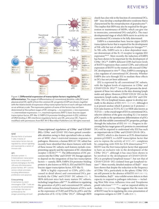 REVIEWS

                                                                                      BATF3 +++       clearly has a key role in the function of conventional DCs,
                                                                                      IRF8 +++        Irf8–/– mice develop a myeloproliferative syndrome that is
                                                                                      ID2 +++         characterized by the overproduction of granulocytes105.
                                                                                      IRF4 ++
                                                                                      E4BP4 ++        This implies that IRF8 may also be required for the gen-
                                                                     CD103+ DC
                                                                                      PU.1 +++        eration or maintenance of MDPs, which can give rise
                                                                                      E2-2 +          to monocytes, conventional DCs and pDCs. The exact
                                  Transitional                                                        developmental stage at which IRF8 exerts its activity on
                                  pre-DC         Pre-CD8α+ DC                         BATF3 ++        conventional DCs remains to be fully determined.
                                                                                      IRF8 +++
                                                                                      ID2 +++             E4BP4 is a mammalian basic leucine zipper (bZIP)
                                                                                      IRF4 +          transcription factor that is required for the development
                                                                                      E4BP4 ++        of NK cells but not of other lymphocyte lineages106,107.
                                    IRF8 +++       IRF8 +++                           PU.1 +++
                                    ID2 +/–        ID2 ++             CD8α+ DC        E2-2 +          In NK cells, E4BP4 acts in a dose-dependent man-
                                    PU.1 +++       PU.1 +++                                           ner downstream of the IL‑15 receptor to regulate ID2
   CDP              Pre-DC                                                            BATF3 ++        expression106,107. More recently, the induction of E4BP4
                                                                                      IRF8 +          has been shown to be important for the development of
                                                                                      ID2 ++          CD8α+ DCs108. E4BP4‑deficient CDPs had lower levels
                                                                                      IRF4 +++
                                                                                      E4BP4 ++        of BATF3 expression than control CDPs, and enforced
IRF8 +++           IRF8 +++
                                                                        CD11b+
                                                                                      PU.1 +++        expression of BATF3 in the mutant cells rescued CD8α+
ID2 +/–            ID2 +/–                                                            E2-2 +          DC development in vitro108. Thus, E4BP4 is emerging as
PU.1 +++           PU.1 +++                                             DC
                                                                                                      a key regulator of conventional DC diversity. Whether
                                  Immature pDC                                        BATF3 +
                                                                                      IRF8 +++        E4BP4 also acts through ID2 to mediate these effects
                                                                                      ID2 +/–         in DCs has not yet been addressed.
                                                                                      IRF4 ++             ID2 is expressed by all conventional DC subsets,
                                                                                      E4BP4 ++
                                    IRF8 +++                            Mature        PU.1 +          with the highest levels of expression in CD8α + and
                                    ID2 +/–                             pDC           E2-2 +++        CD103+CD11b– DCs47,89. Loss of ID2 prevents the devel-
                                    PU.1 +                                                            opment of these two subsets in the skin-draining lymph
                                    E2-2 +
                                                                                                      nodes and spleen. However, CD103+CD11b+ DCs in the
Figure 3 | Differential expression of transcription factors regulating DC                             mesenteric lymph nodes, together with CD4+ and CD4–
differentiation. The stages of differentiation of conventional dendritic cells Immunology
                                                               Nature Reviews | (DCs) and             CD8α– DCs in lymphoid tissues, appear to develop nor-
plasmacytoid DCs (pDCs) from the common DC progenitor (CDP) are shown, together                       mally in the absence of ID2 (REFS 13,47,87). Although it
with the relative levels of expression of key transcription factors in each cell type indicated
                                                                                                      is at present unclear which E protein (or E proteins) —
on an arbitrary scale. The expression pattern of some of the factors has not been
determined at the earliest stages of DC ontogeny. –, no expression; +, low expression;                E2A (also known as TCF3), E2‑2 or HEB (also known as
++, intermediate expression; +++, maximal expression; BATF3, basic leucine zipper                     TCF12) — is the crucial target of ID2 in conventional DCs,
transcription factor, ATF-like 3; E4BP4, E4 promoter-binding protein 4; ID2, inhibitor                selective deletion of the gene encoding E2‑2 in mature
of DNA binding 2; IRF, interferon-regulatory factor; pre-DC, precursor DC. Figure is                  pDCs results in the spontaneous differentiation of pDCs
modified, with permission, from REF. 89 © Macmillan Publishers Ltd. All rights reserved.              into cells that exhibit conventional DC properties, perhaps
                                                                                                      through the induction of ID2 (REF. 84). Progress in dis-
                                                                                                      cerning the key target genes of E proteins in conventional
                                  Transcriptional regulators of CD8α + and CD103 +                    DCs will be required to understand why ID2 has such
                                  DCs. CD8α+ and CD103+ DCs have gained consider-                     an important role in CD8α+ and CD103+CD11b– DCs.
NFAT
(Nuclear factor of activated
                                  able attention owing to their specialized roles as induc-               BATF3, which is also known as JUN-dimerization
T cells). A family of             ers of MHC class I‑restricted immune responses to                   protein p21SNFT, is a bZIP transcription factor that
transcription factors that are    pathogens. Moreover, a human BDCA3+ DC subset has                   acts to repress the activity of NFAT –AP1 complexes
regulated by calcium signalling   recently been identified that shares features with both             by competing with FOS for JUN dimerization 109,110.
and expressed by a variety of
                                  of these mouse DC subsets; such features include cross-             BATF3 was the first transcription factor that appeared
immune cells.
                                  presenting capacity and the expression of XC-chemokine              to have an exclusive role in the development of the
AP1                               receptor 1 (XCR1)101–103. The differentiation of DC pre-            CD8α+ DCs111, although it has since been shown to
(Activator protein 1).            cursors into the CD8α+ and CD103+ DC lineages appears               be involved in the development of CD103+CD11b–
A heterodimeric transcription     to depend on the integration of four key transcription              DCs in peripheral lymphoid tissues13, but not that of
factor that is composed of
proteins belonging to the FOS,
                                  factors — namely, IRF8, E4BP4 (E4 promoter-binding                  CD103+CD11b+ DCs isolated from gut lymphoid tis-
JUN and JUN-dimerization          protein 4; also known as NFIL3), ID2 and BATF3 (basic               sues112. More recently, detailed analyses of Batf3–/– mice
protein families. AP1 controls    leucine zipper transcription factor, ATF-like 3).                   have shown that despite the reduction in the frequency
various cellular processes,           IRF8 is highly expressed in CDPs, pDCs (dis-                    of CD8α+ DCs, particularly in the spleen, CD8α+ DCs
including differentiation,
                                  cussed in detail above) and conventional DCs, par-                  are still present in the absence of BATF3 (REFS 89,113).
proliferation and apoptosis.
                                  ticularly the CD8α+ and CD103+ DC subsets (FIG. 3).                 Nevertheless, Batf3–/– mice exhibit severe defects in their
Cross-priming                     IRF8‑deficient mice lack many mature DC subsets,                    capacity to respond to pathogen infections — includ-
A mechanism by which              including Langerhans cells90,104. In addition to regulating         ing West Nile virus, influenza virus and Toxoplasma
immunogenic CD8+ T cells are      the generation of pDCs and conventional DC subsets,                 gondii infections111,114–116 — and an impaired ability to
activated by the presentation
of an antigen that was not
                                  IRF8 controls various functional features of DCs, such              mediate cross-priming. This suggests that the main role
synthesized by the                as the expression of TLR9 and IFNα by pDCs and the                  of BATF3 may be in regulating the cross-presentation of
antigen-presenting cell itself.   production of IL‑12 by CD8α+ DCs93. Although IRF8                   exogenous antigens to CD8+ T cells (BOX 1).


NATURE REVIEWS | IMMUNOLOGY	                                                                                                VOLUME 12 | FEBRUARY 2012 | 109

                                                       © 2012 Macmillan Publishers Limited. All rights reserved
 