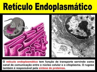 O retículo endoplasmático tem função de transporte servindo como
canal de comunicação entre o núcleo celular e o citoplasma. O rugoso
também é responsável pela síntese de proteínas.
 