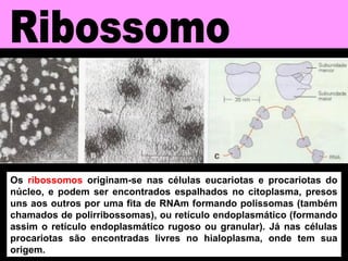 Os ribossomos originam-se nas células eucariotas e procariotas do
núcleo, e podem ser encontrados espalhados no citoplasma, presos
uns aos outros por uma fita de RNAm formando polissomas (também
chamados de polirribossomas), ou retículo endoplasmático (formando
assim o retículo endoplasmático rugoso ou granular). Já nas células
procariotas são encontradas livres no hialoplasma, onde tem sua
origem.
 
