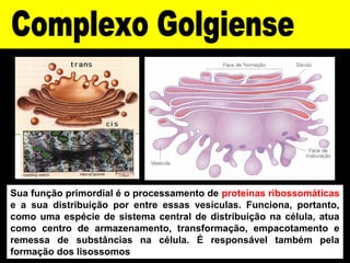 Sua função primordial é o processamento de proteínas ribossomáticas
e a sua distribuição por entre essas vesículas. Funciona, portanto,
como uma espécie de sistema central de distribuição na célula, atua
como centro de armazenamento, transformação, empacotamento e
remessa de substâncias na célula. É responsável também pela
formação dos lisossomos
 