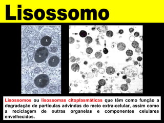 Lisossomos ou lisossomas citoplasmáticas que têm como função a
degradação de partículas advindas do meio extra-celular, assim como
a reciclagem de outras organelas e componentes celulares
envelhecidos.
 