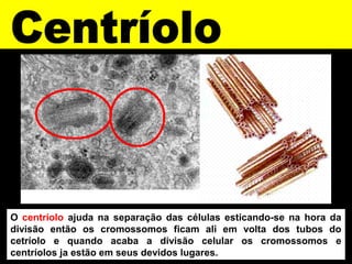 O centríolo ajuda na separação das células esticando-se na hora da
divisão então os cromossomos ficam ali em volta dos tubos do
cetríolo e quando acaba a divisão celular os cromossomos e
centríolos ja estão em seus devidos lugares.
 