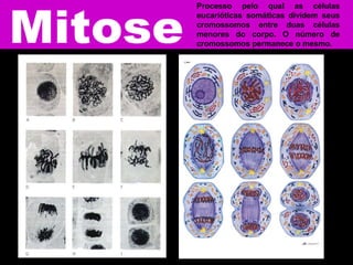 Processo pelo qual as células
eucarióticas somáticas dividem seus
cromossomos entre duas células
menores do corpo. O número de
cromossomos permanece o mesmo.
 
