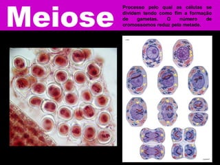 Processo pelo qual as células se
dividem tendo como fim a formação
de gametas. O número de
cromossomos reduz pela metade.
 