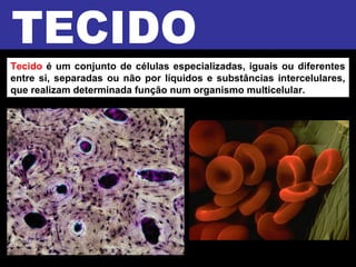 Tecido é um conjunto de células especializadas, iguais ou diferentes
entre si, separadas ou não por líquidos e substâncias intercelulares,
que realizam determinada função num organismo multicelular.
 
