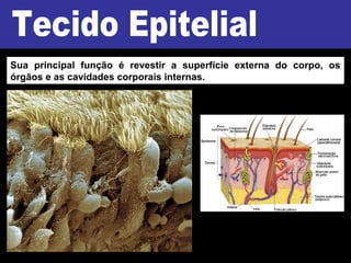 Sua principal função é revestir a superfície externa do corpo, os
órgãos e as cavidades corporais internas.
 