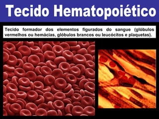 Tecido formador dos elementos figurados do sangue (glóbulos
vermelhos ou hemácias, glóbulos brancos ou leucócitos e plaquetas).
 