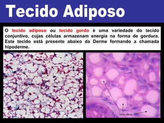 O tecido adiposo ou tecido gordo é uma variedade do tecido
conjuntivo, cujas células armazenam energia na forma de gordura.
Este tecido está presente abaixo da Derme formando a chamada
hipoderme.
 