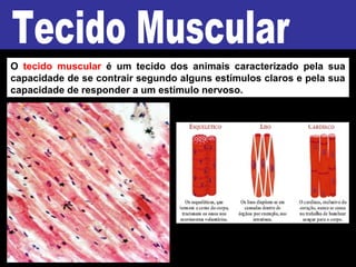 O tecido muscular é um tecido dos animais caracterizado pela sua
capacidade de se contrair segundo alguns estímulos claros e pela sua
capacidade de responder a um estímulo nervoso.
 