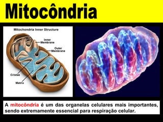 A mitocôndria é um das organelas celulares mais importantes,
sendo extremamente essencial para respiração celular.
 