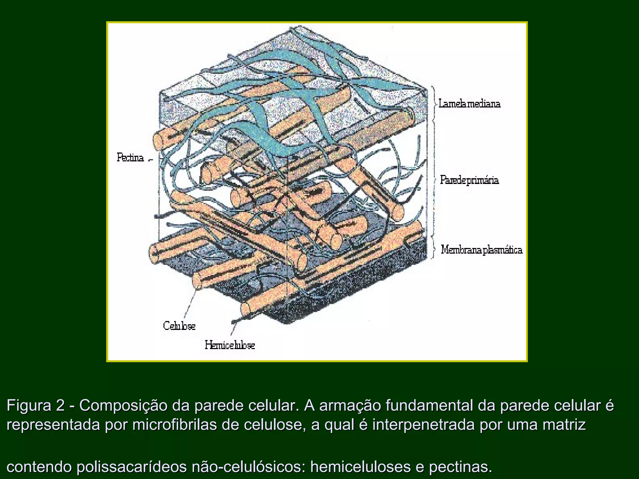 Figura 2 - Composição da parede celular. A armação fundamental da parede celular é representada por microfibrilas de celulose, a qual é interpenetrada por uma matriz contendo polissacarídeos não-celulósicos: hemiceluloses e pectinas.   