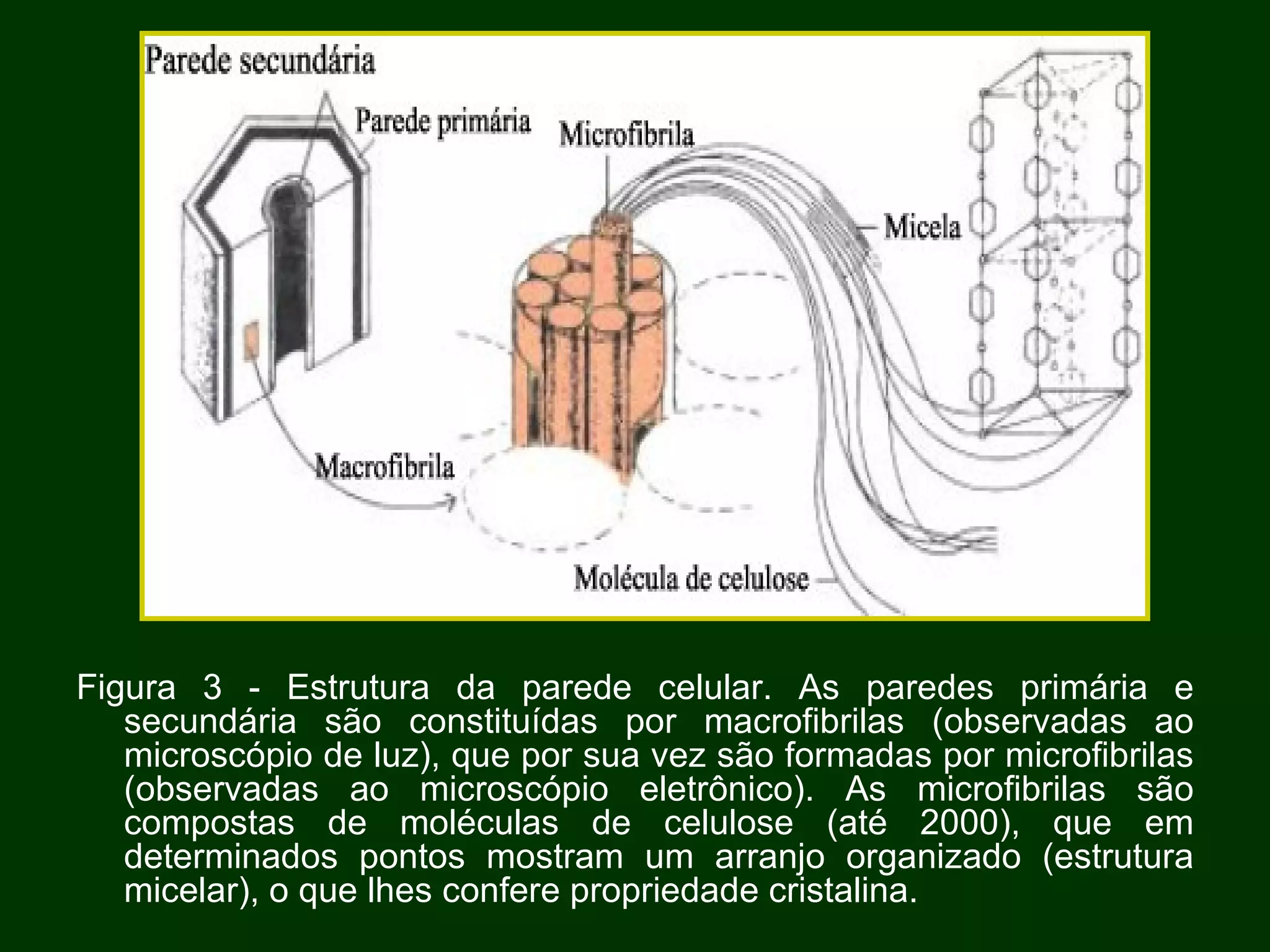 Figura 3 - Estrutura da parede celular. As paredes primária e secundária são constituídas por macrofibrilas (observadas ao microscópio de luz), que por sua vez são formadas por microfibrilas (observadas ao microscópio eletrônico). As microfibrilas são compostas de moléculas de celulose (até 2000), que em determinados pontos mostram um arranjo organizado (estrutura micelar), o que lhes confere propriedade cristalina.  