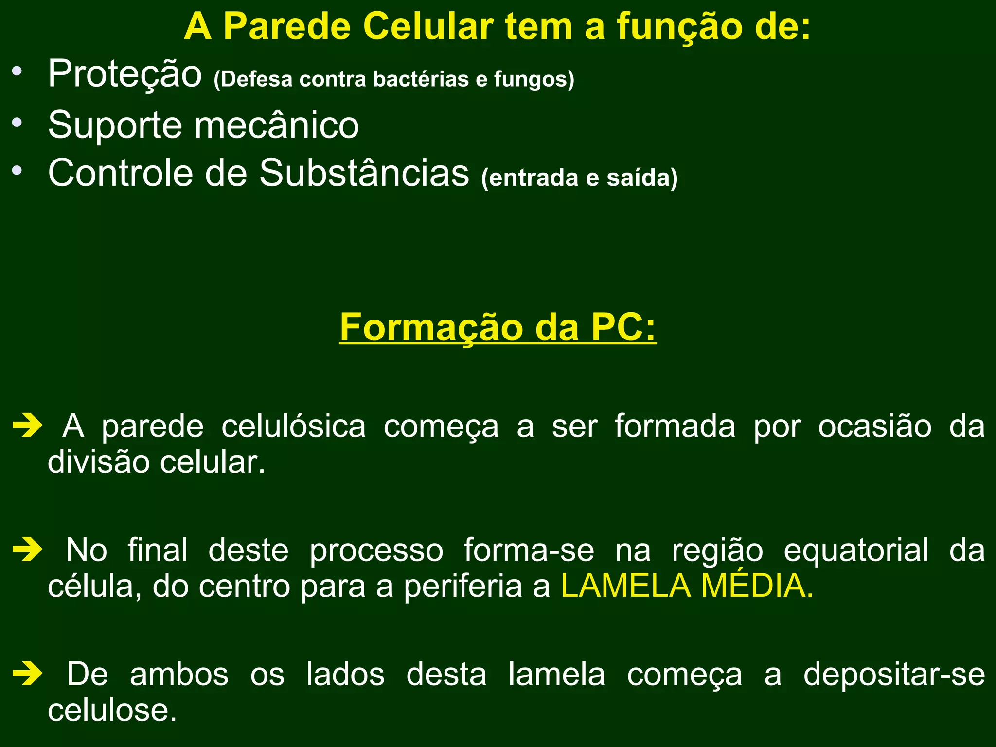A Parede Celular tem a função de: Proteção  (Defesa contra bactérias e fungos) Suporte mecânico Controle de Substâncias  (entrada e saída) Formação da PC:    A parede celulósica começa a ser formada por ocasião da divisão celular.    No final deste processo forma-se na região equatorial da célula, do centro para a periferia a  LAMELA MÉDIA.    De ambos os lados desta lamela começa a depositar-se celulose. 