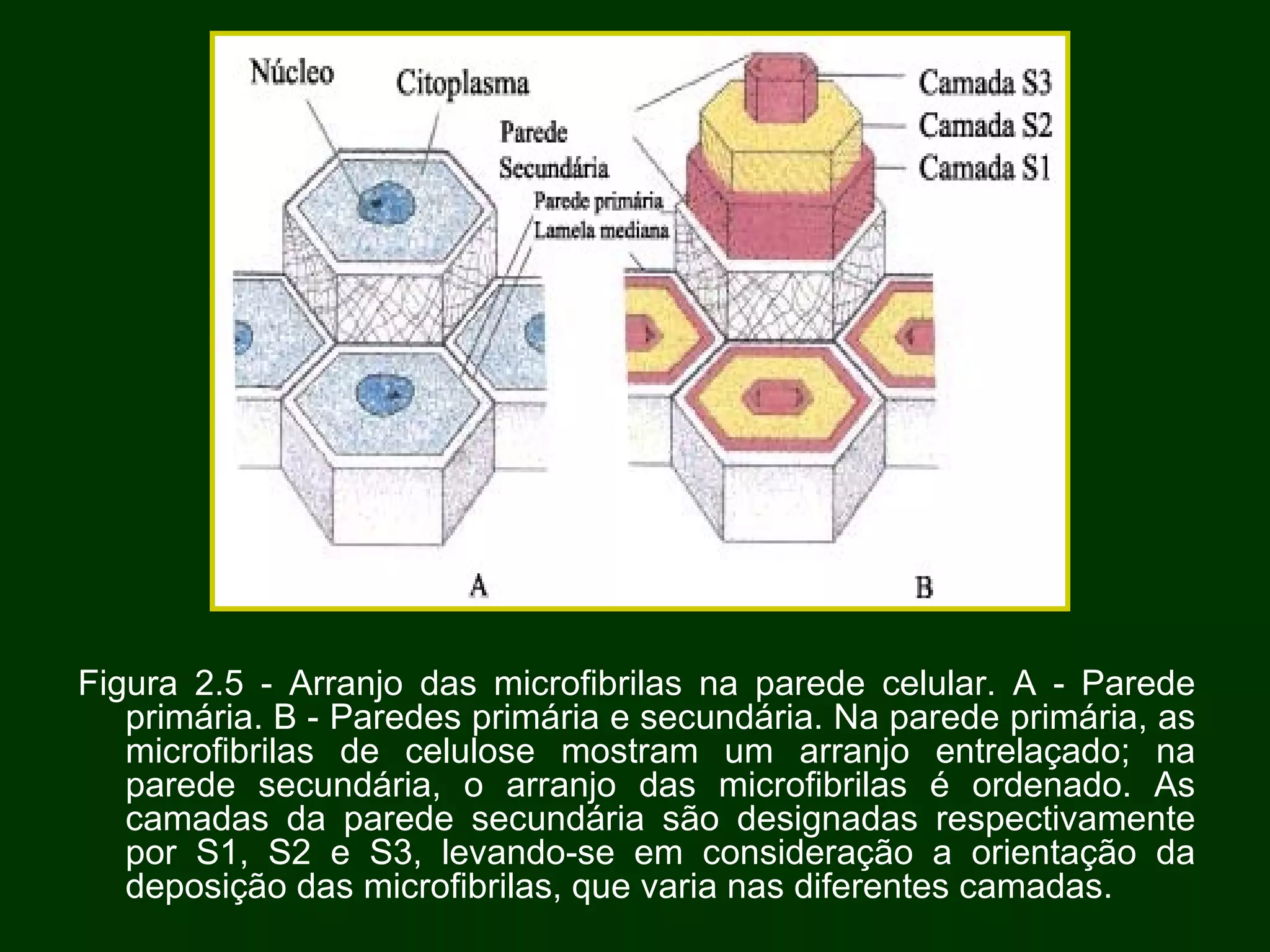 Figura 2.5 - Arranjo das microfibrilas na parede celular. A - Parede primária. B - Paredes primária e secundária. Na parede primária, as microfibrilas de celulose mostram um arranjo entrelaçado; na parede secundária, o arranjo das microfibrilas é ordenado. As camadas da parede secundária são designadas respectivamente por S1, S2 e S3, levando-se em consideração a orientação da deposição das microfibrilas, que varia nas diferentes camadas.  