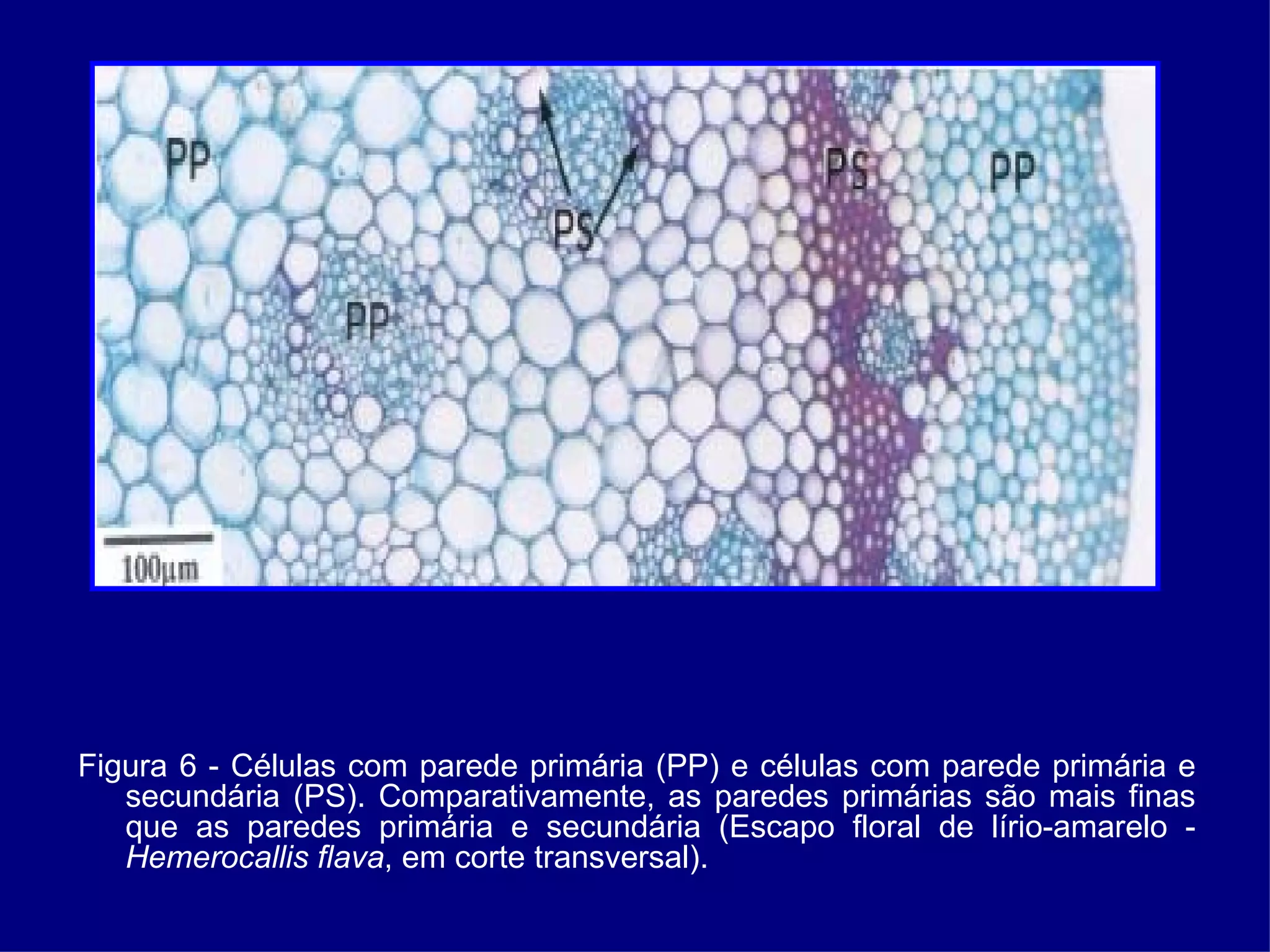 Figura 6 - Células com parede primária (PP) e células com parede primária e secundária (PS). Comparativamente, as paredes primárias são mais finas que as paredes primária e secundária (Escapo floral de lírio-amarelo -  Hemerocallis flava , em corte transversal). 