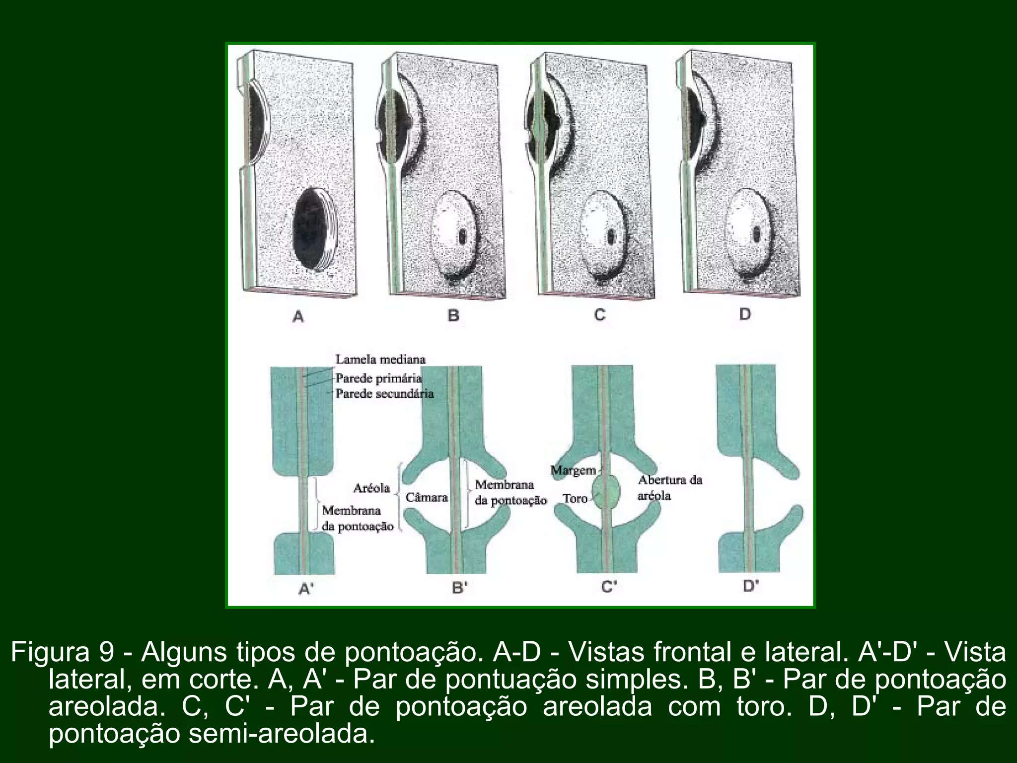 Figura 9 - Alguns tipos de pontoação. A-D - Vistas frontal e lateral. A'-D' - Vista lateral, em corte. A, A' - Par de pontuação simples. B, B' - Par de pontoação areolada. C, C' - Par de pontoação areolada com toro. D, D' - Par de pontoação semi-areolada.  