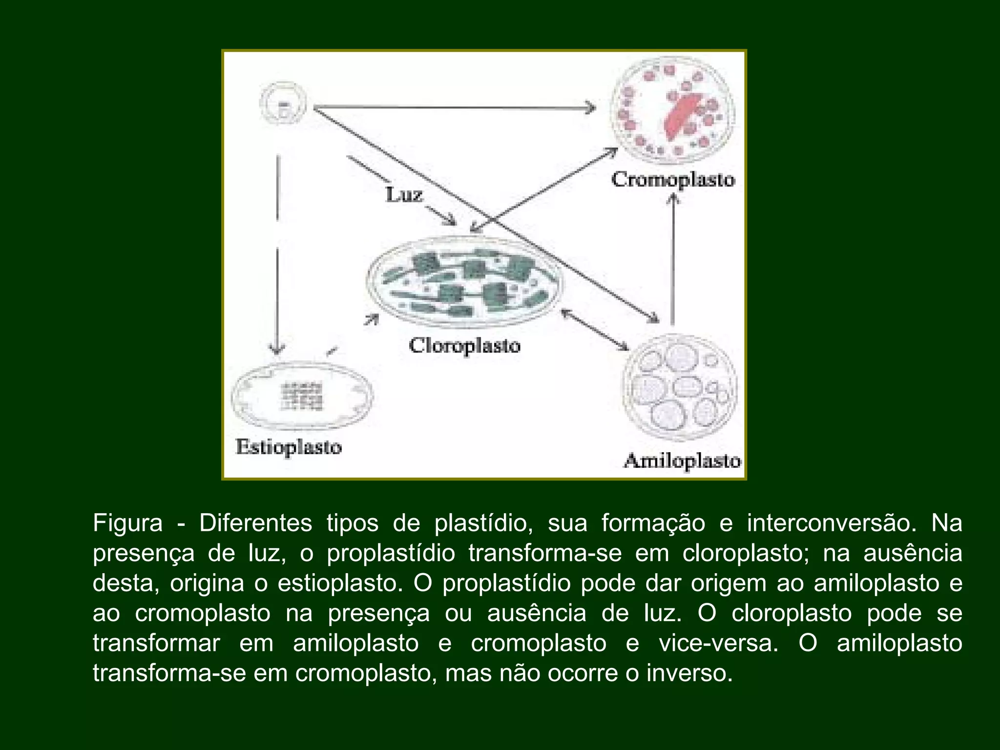 Figura - Diferentes tipos de plastídio, sua formação e interconversão. Na presença de luz, o proplastídio transforma-se em cloroplasto; na ausência desta, origina o estioplasto. O proplastídio pode dar origem ao amiloplasto e ao cromoplasto na presença ou ausência de luz. O cloroplasto pode se transformar em amiloplasto e cromoplasto e vice-versa. O amiloplasto transforma-se em cromoplasto, mas não ocorre o inverso.  