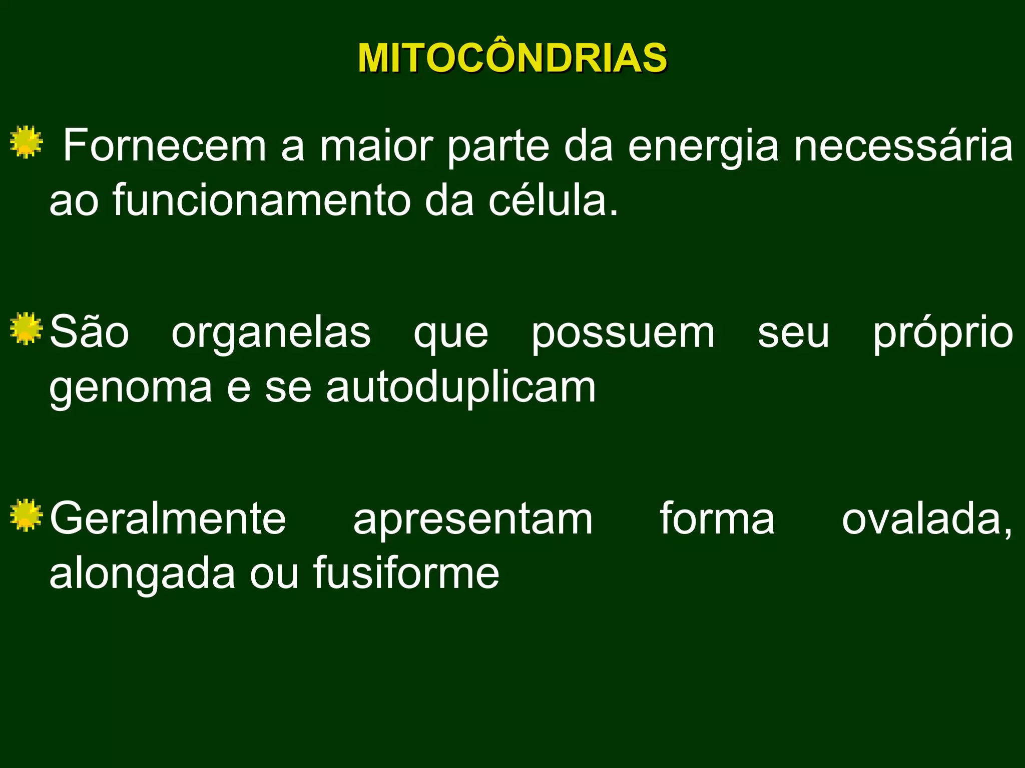 MITOCÔNDRIAS Fornecem a maior parte da energia necessária ao funcionamento da célula. São organelas que possuem seu próprio genoma e se autoduplicam Geralmente apresentam forma ovalada, alongada ou fusiforme 